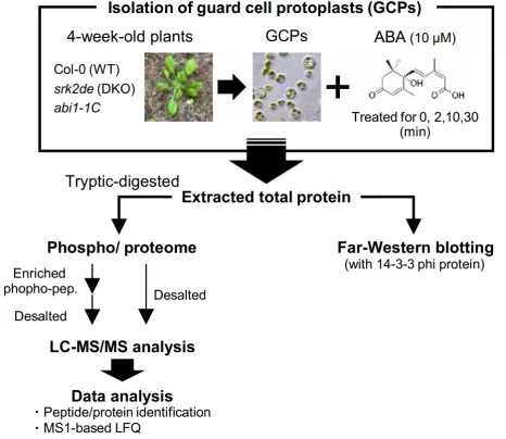 Phosphoproteomic analysis using Arabidopsis guard cells